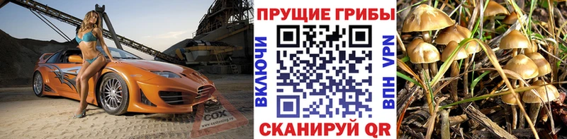 мега маркетплейс  где найти   Сургут  Галлюциногенные грибы Cubensis 